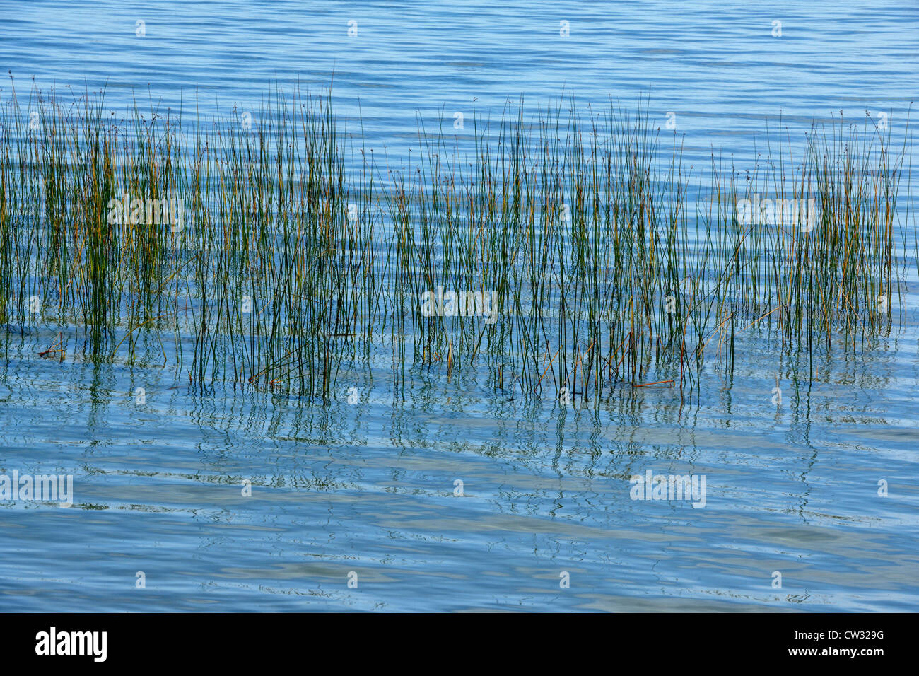 Giunco di palude colonia nel lago Mindemoya, Manitoulin è. Mindemoya, Ontario, Canada Foto Stock