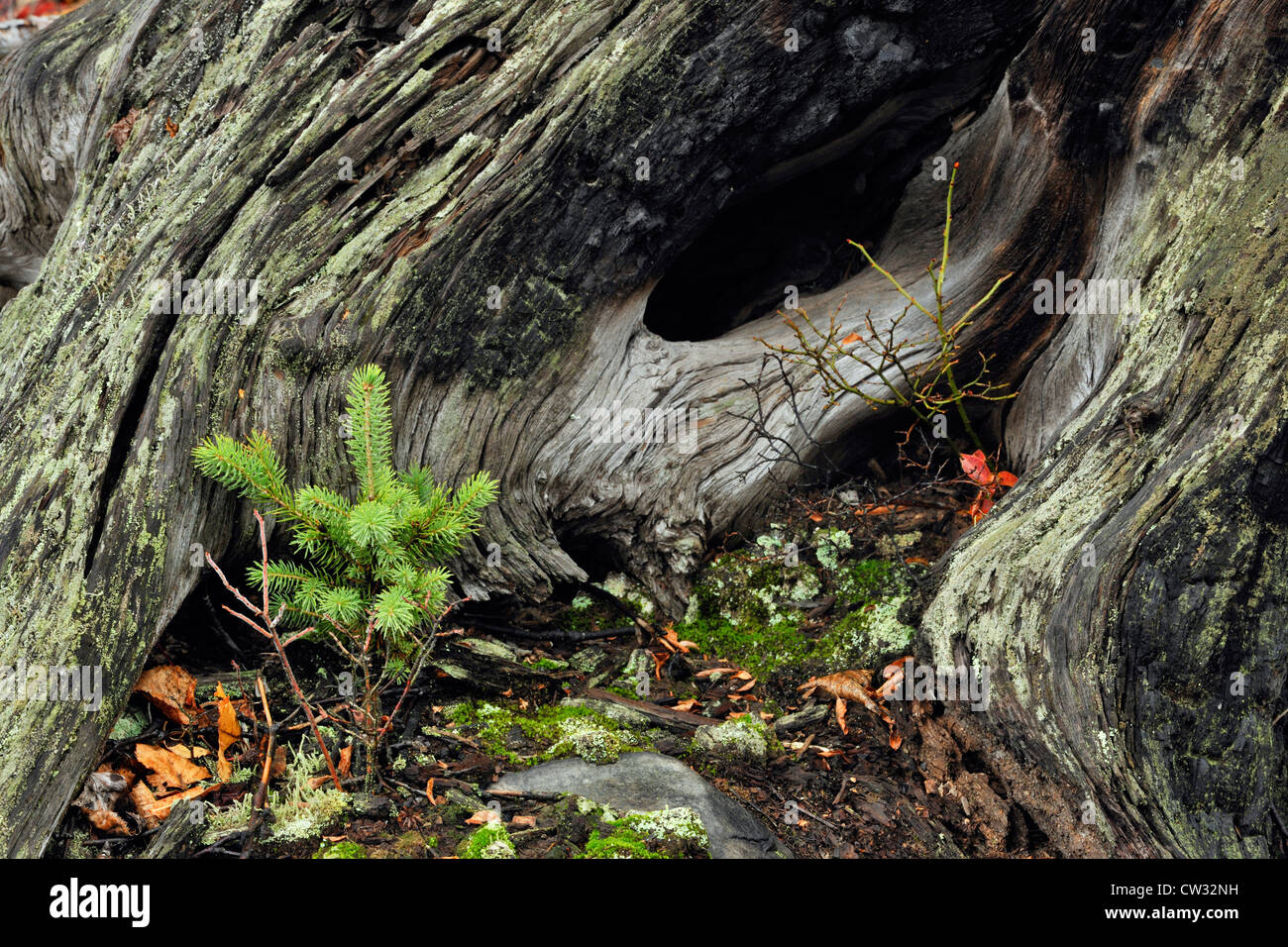 L'abete bianco (Picea alba) piantina e moncone, maggiore Sudbury, Ontario, Canada Foto Stock