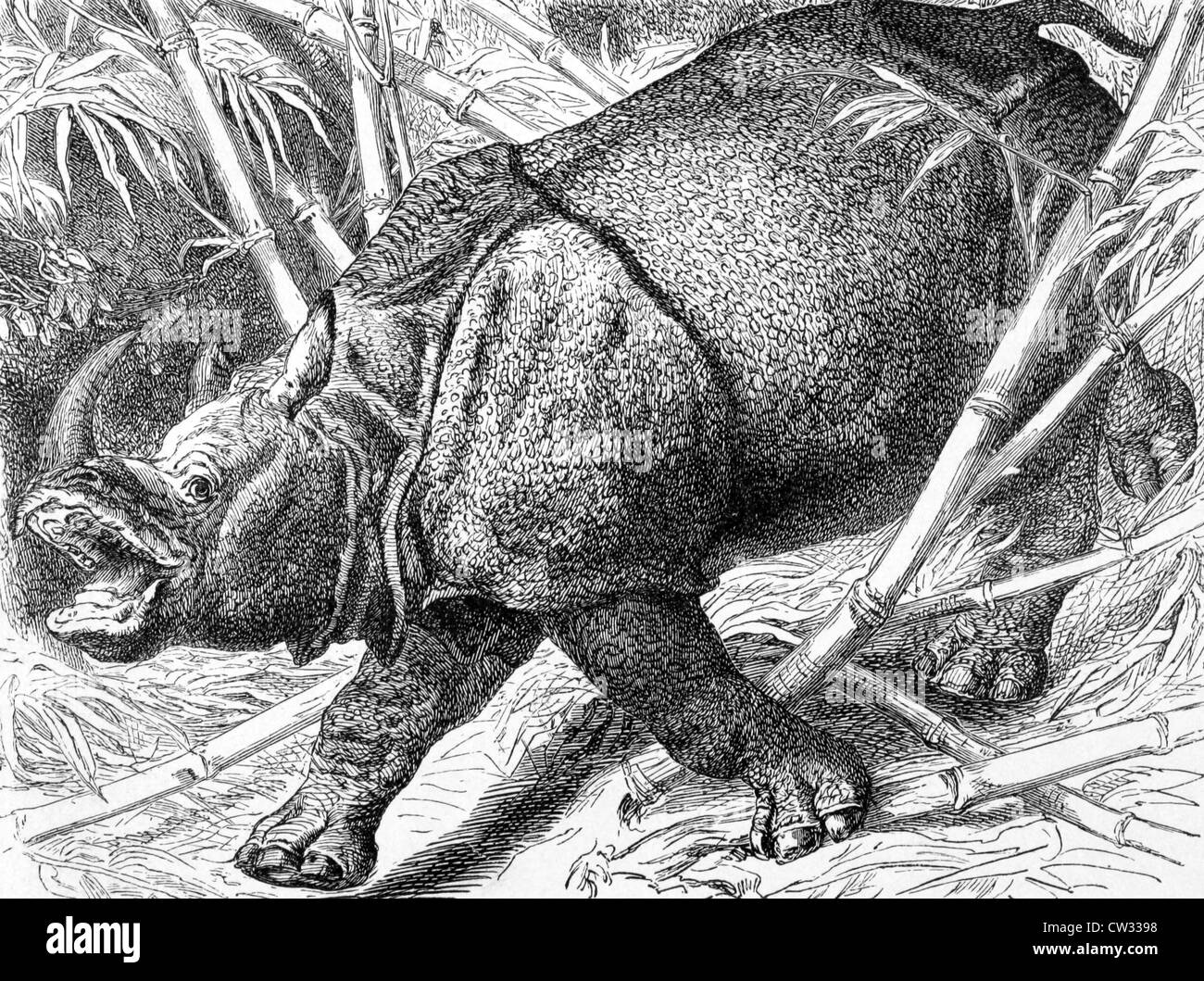 Il rinoceronte indiano su incisione da 1890. Incisi da un artista sconosciuto e pubblicato in Meyers Konversations-Lexikon, Germania,1890 Foto Stock