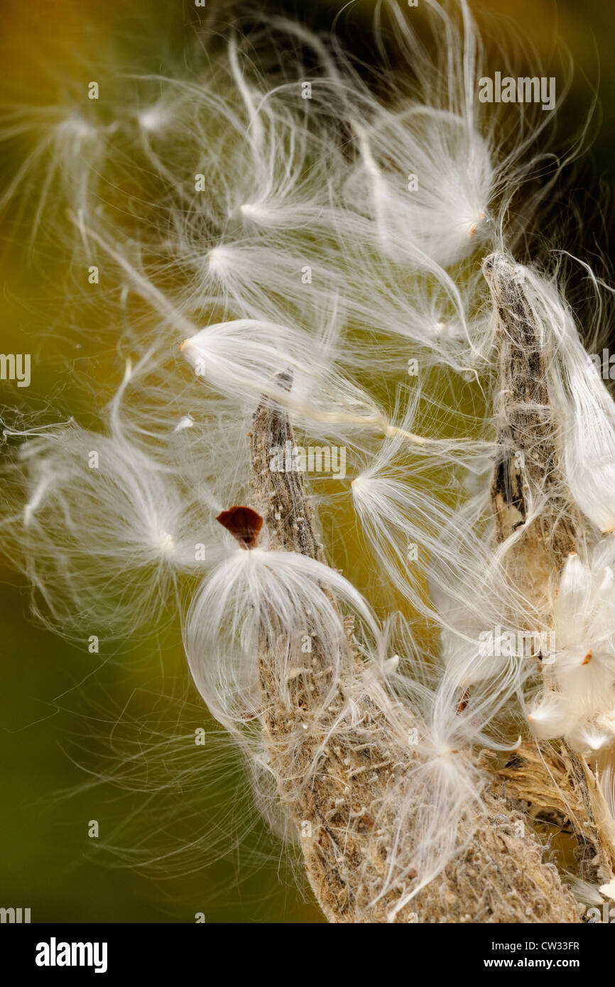 Milkweed comune (Asclepias syriaca) sementi di scoppio baccelli, Algonquin Provincial Park, Ontario, Canada Foto Stock