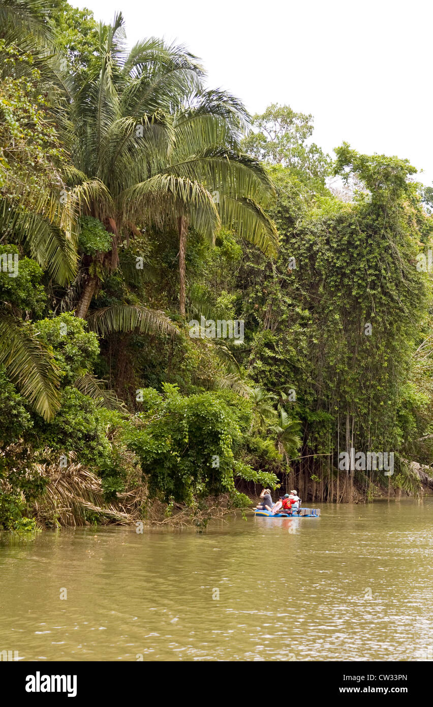 Provincia di Alajuela, Costa Rica: esplorando il Rio Frio in kayak ti mette molto vicino ad una ricca collezione di flora e fauna. Foto Stock