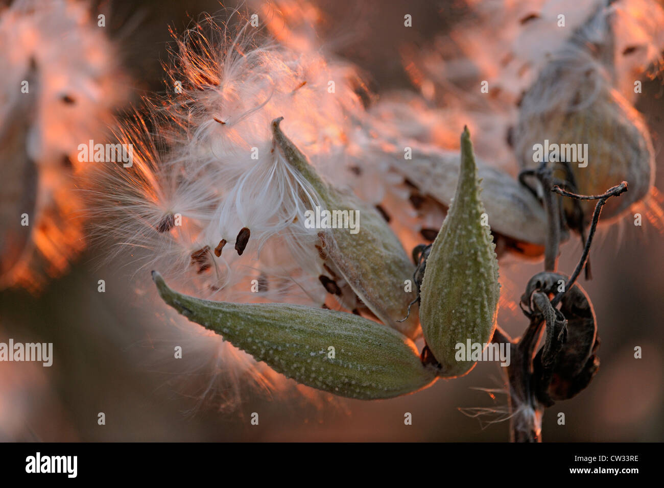 Milkweed comune (Asclepias syriaca) sementi di scoppio baccelli, Manitoulin è. Mindemoya, Ontario, Canada Foto Stock