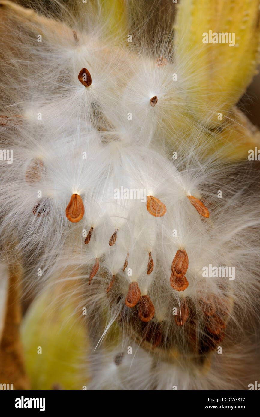 Milkweed comune (Asclepias syriaca) capsule di seme e vento semi dispersi, maggiore Sudbury, Ontario, Canada Foto Stock