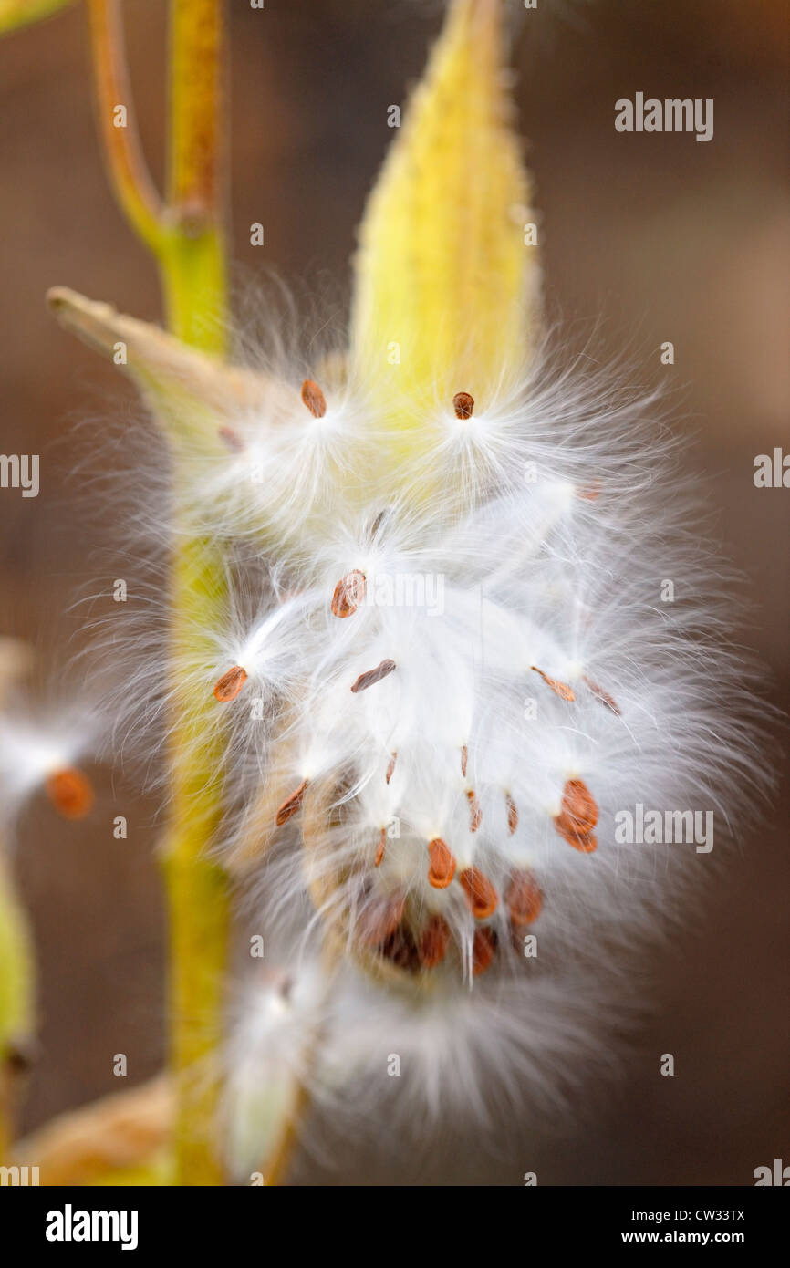 Milkweed comune (Asclepias syriaca) capsule di seme e vento semi dispersi, maggiore Sudbury, Ontario, Canada Foto Stock