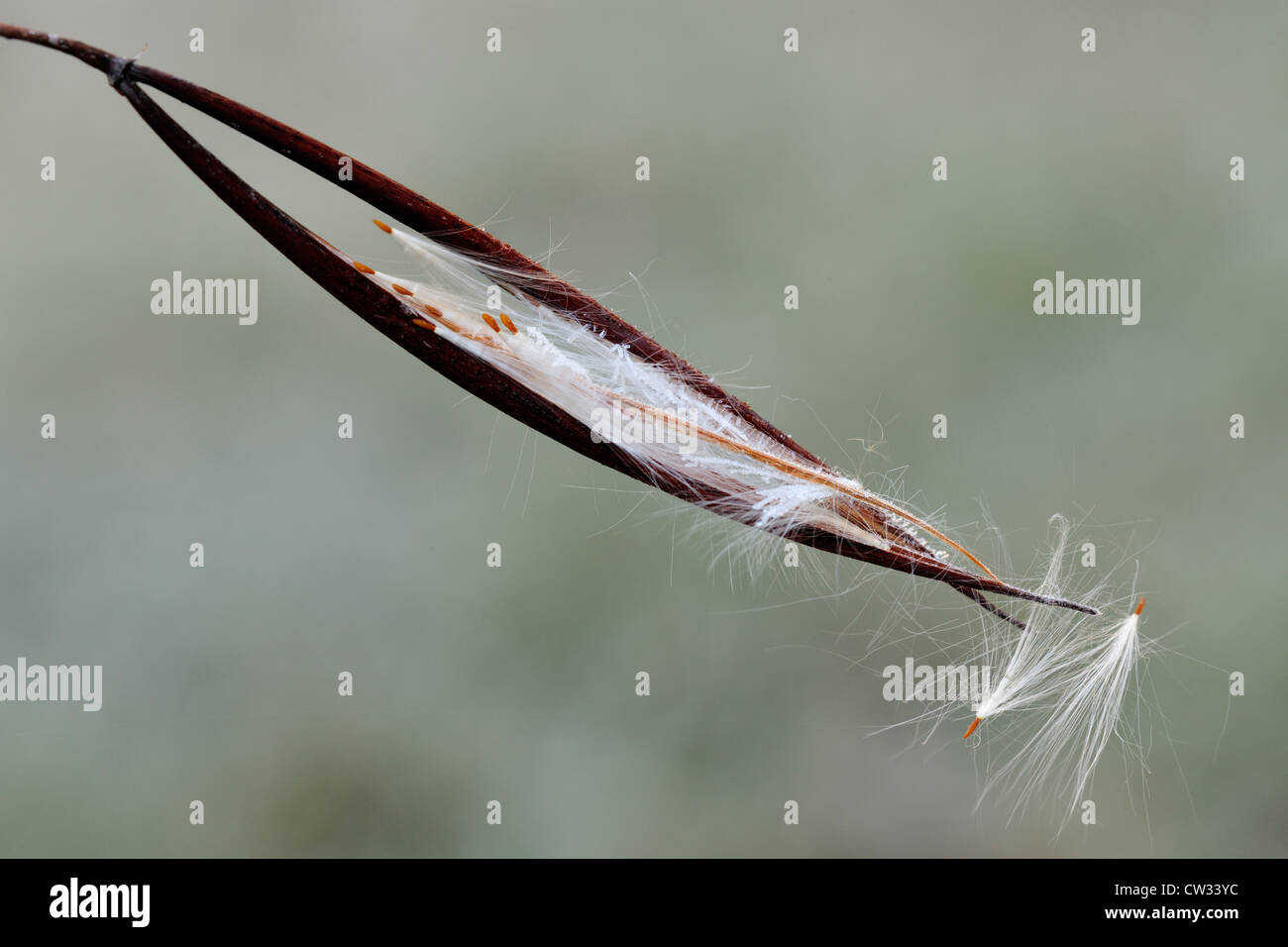 Diffusione dogbane (Apocynum androsaemifolium) scoppi seedpod con gelo, maggiore Sudbury, Ontario, Canada Foto Stock