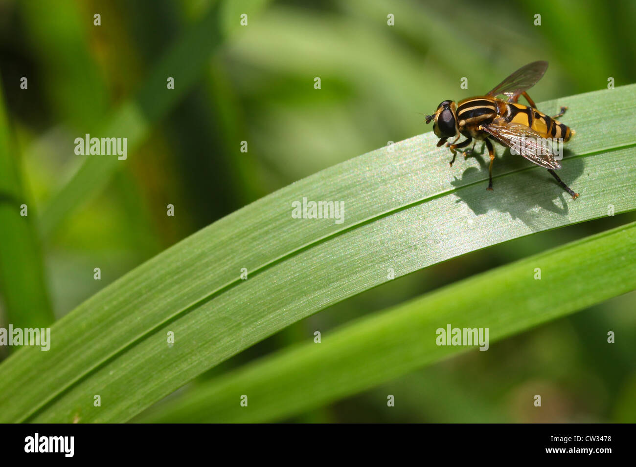 Hoverfly seduto su erba, mimetismo insetti in volo al passaggio del mouse Foto Stock