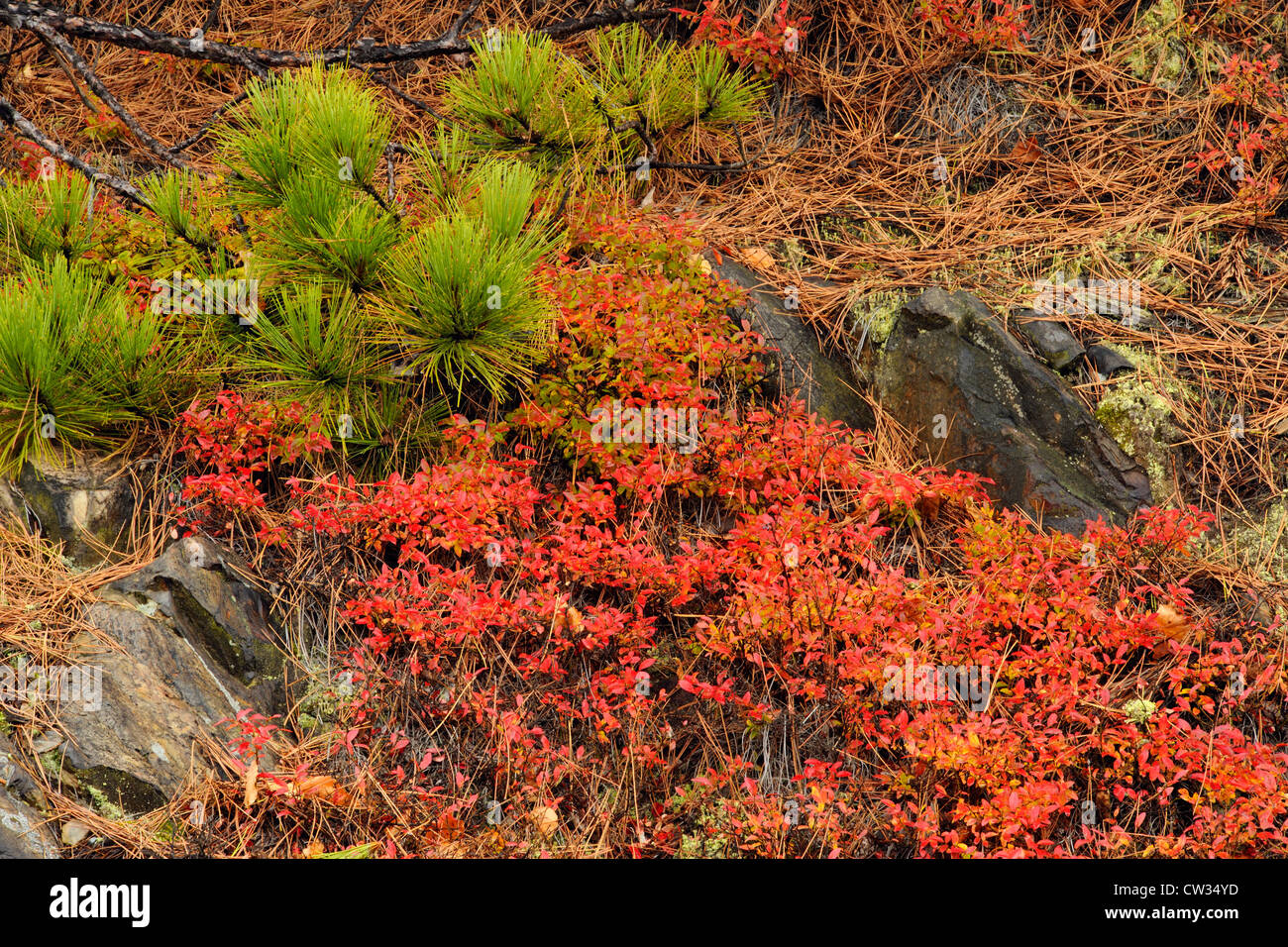 Lowbush mirtillo (Vaccinium angustifolium) Foglie di autunno, maggiore Sudbury, Ontario, Canada Foto Stock