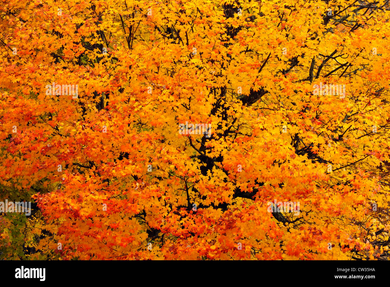 Maple (Acer saccharum) fogliame autunnale Oxtongue sul Lago Ontario, Canada Foto Stock