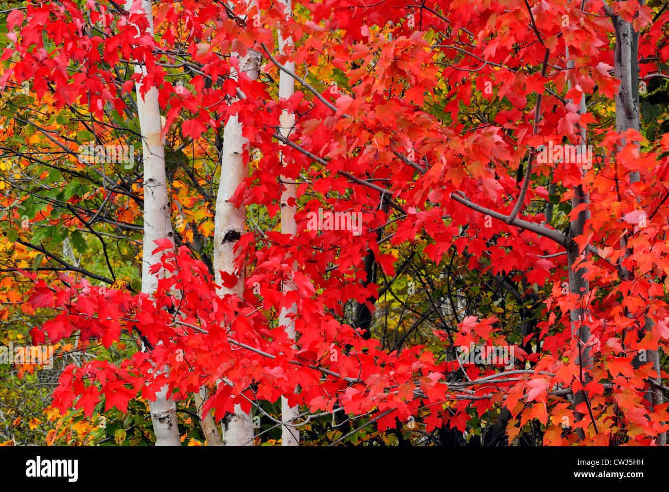 Acer rubrum (Acero Rosso) Fogliame di autunno con il bianco betulla tronchi di albero superiore Sudbury, Ontario, Canada Foto Stock