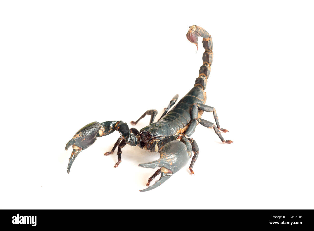 Scorpione nero isolato su sfondo bianco. Foto Stock