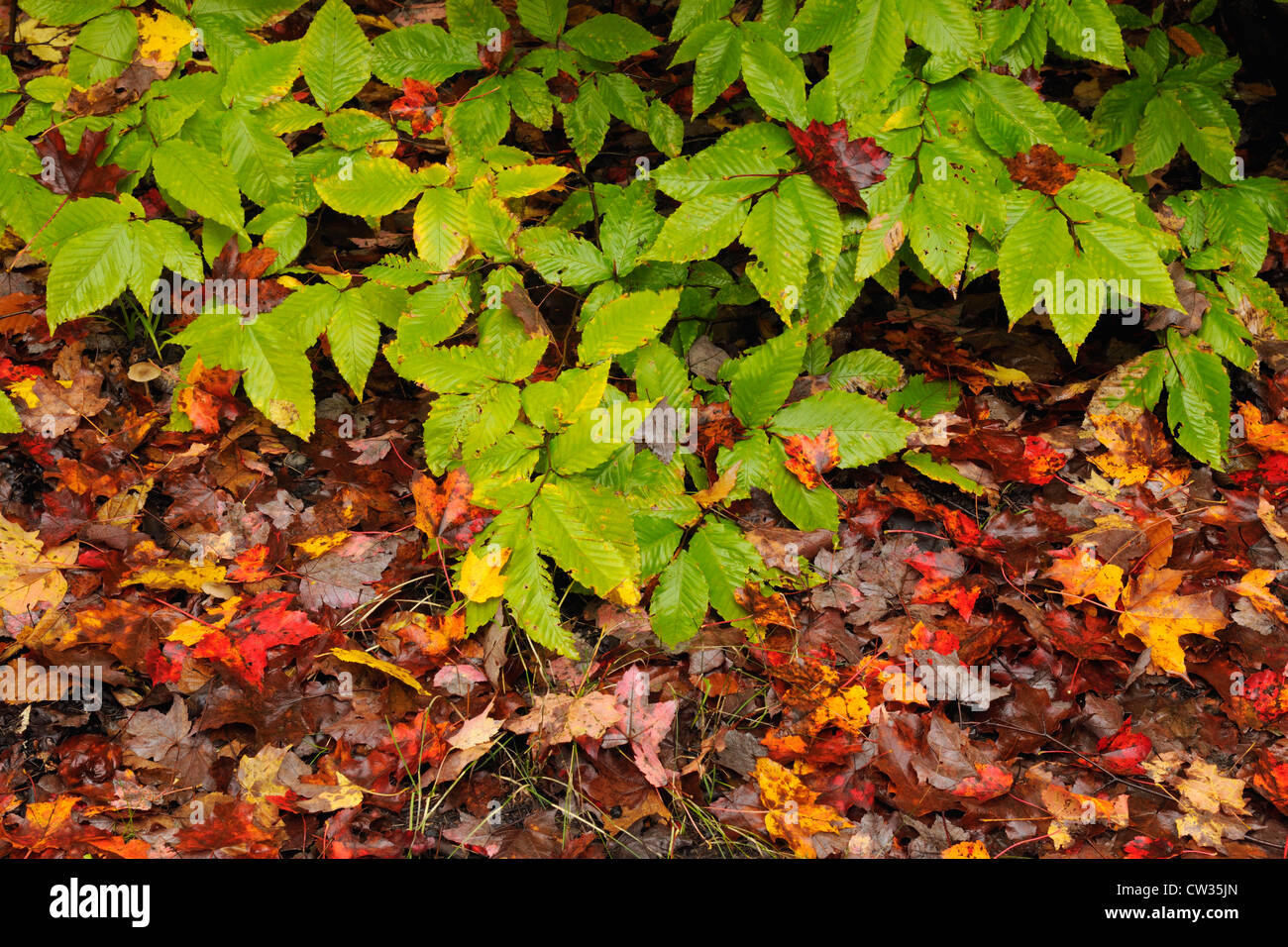 Caduto Acero Rosso (Acer rubrum), foglie e un germoglio di faggio, Oxtongue sul Lago Ontario, Canada Foto Stock