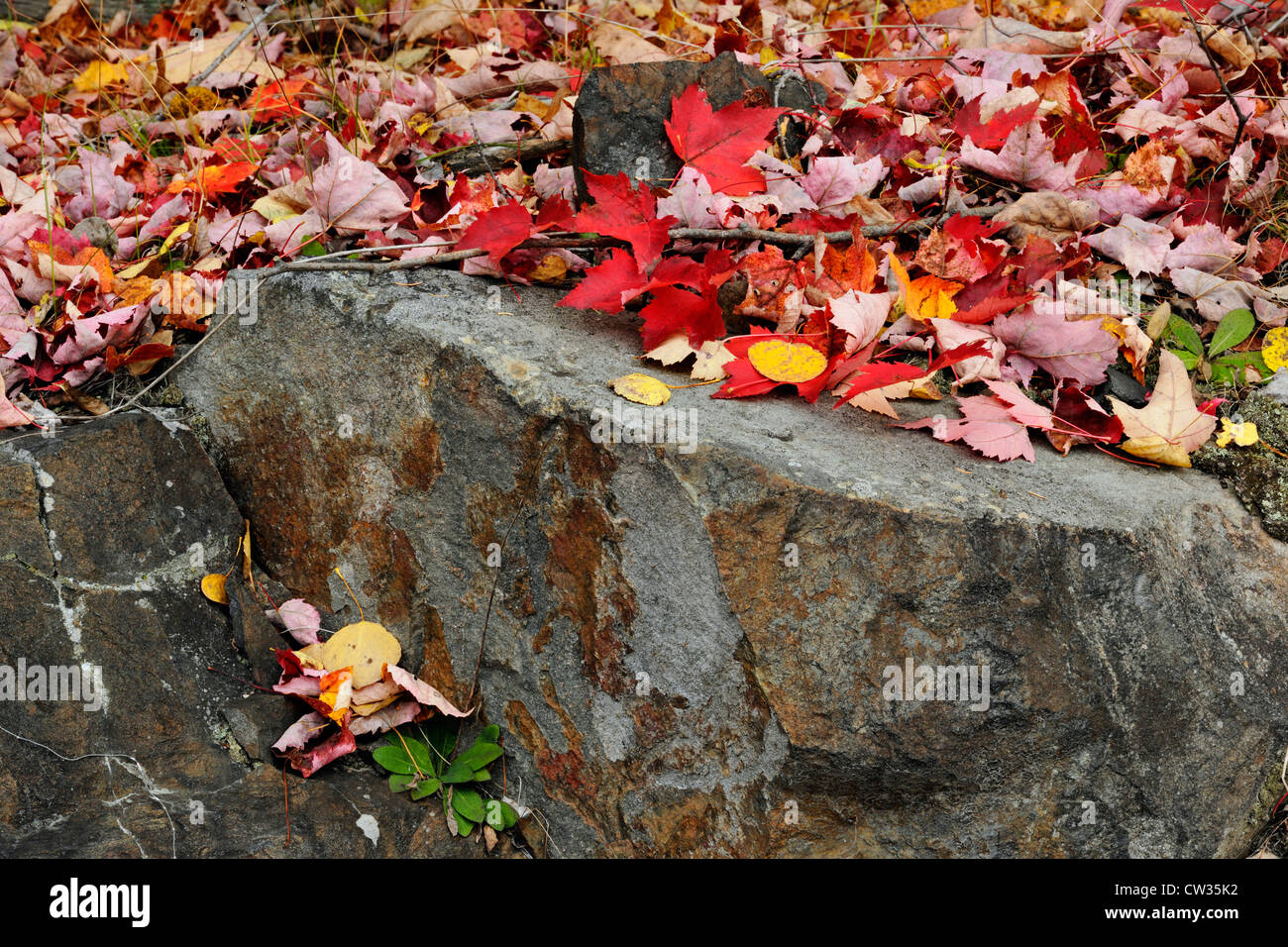 Caduto Acero Rosso (Acer rubrum), di foglie e di sperone di roccia, maggiore Sudbury, Ontario, Canada Foto Stock