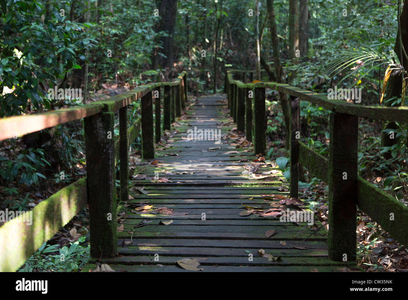 Kubah parco nazionale vicino a Kuching, Sarawak, Borneo, Malaysia Foto Stock