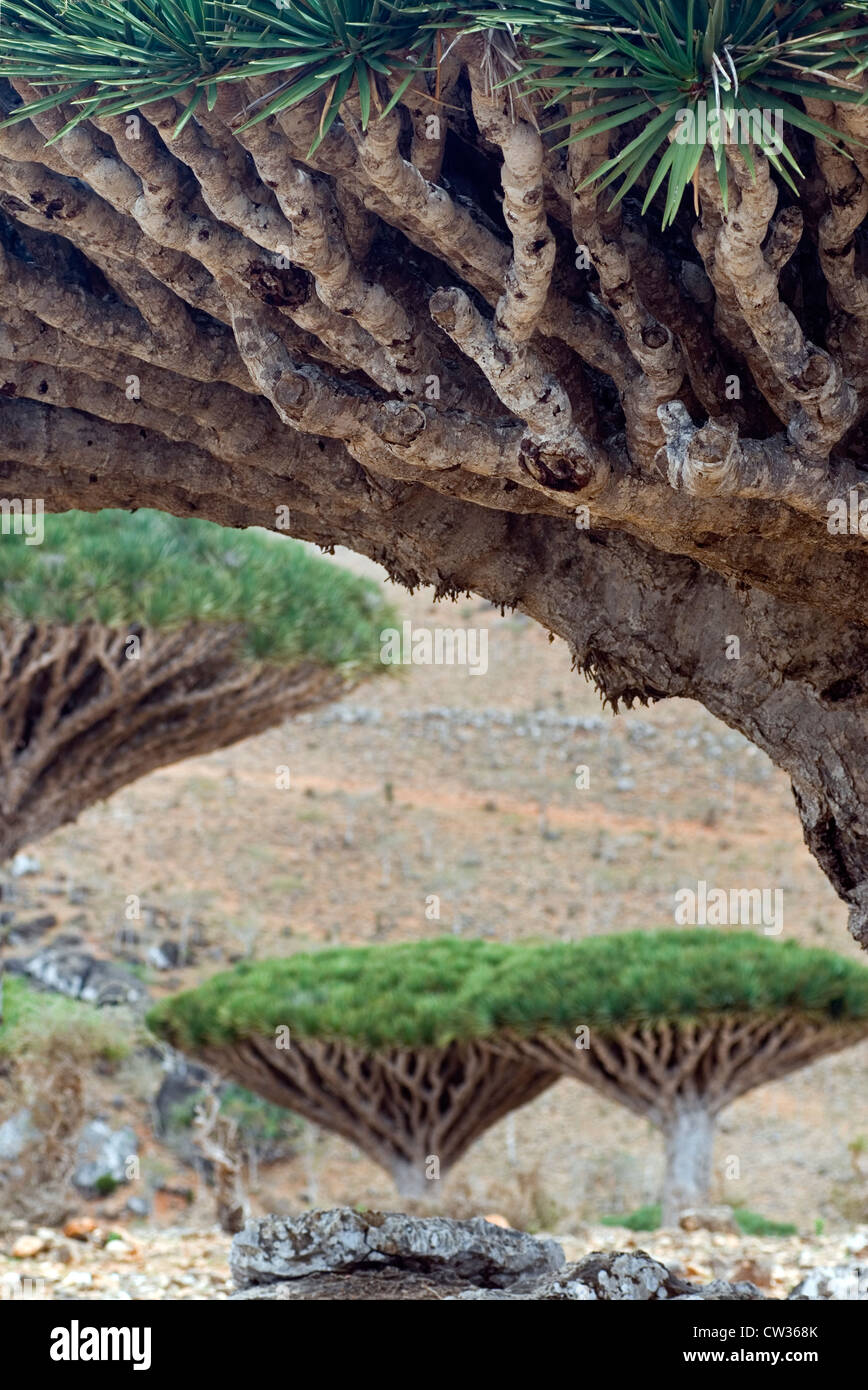 Sangue di Drago Tree (Dracaena Cinnabari) sull'altopiano di Dixam, isola di Socotra, Yemen, Asia Occidentale, Penisola Arabica. Foto Stock