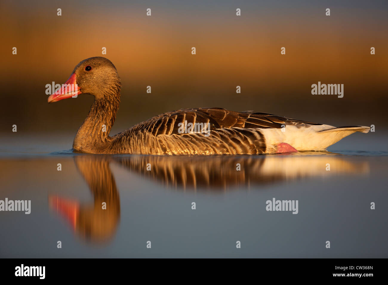 Oca Graylag(Anser anser)fame Foto Stock