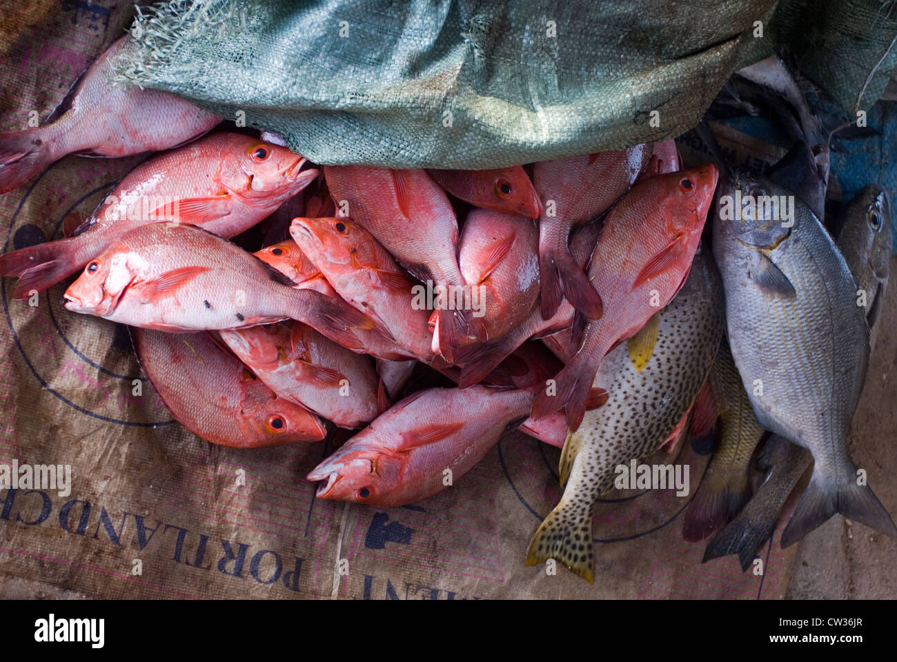 Il mercato del pesce sulla spiaggia Hadibo, isola di Socotra, Yemen, Asia Occidentale, Penisola Arabica. Foto Stock