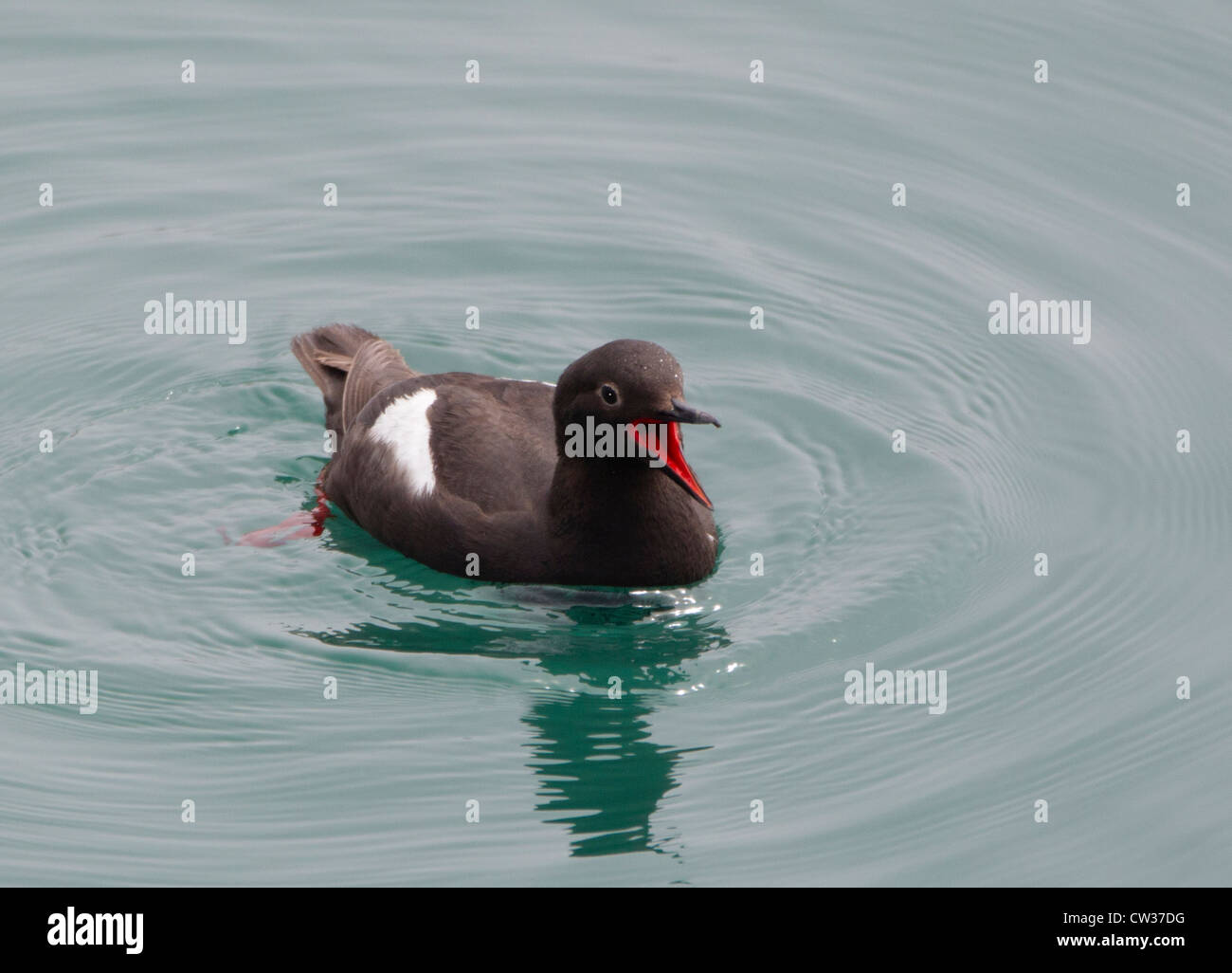Pigeon Guillemot becca aperto Foto Stock