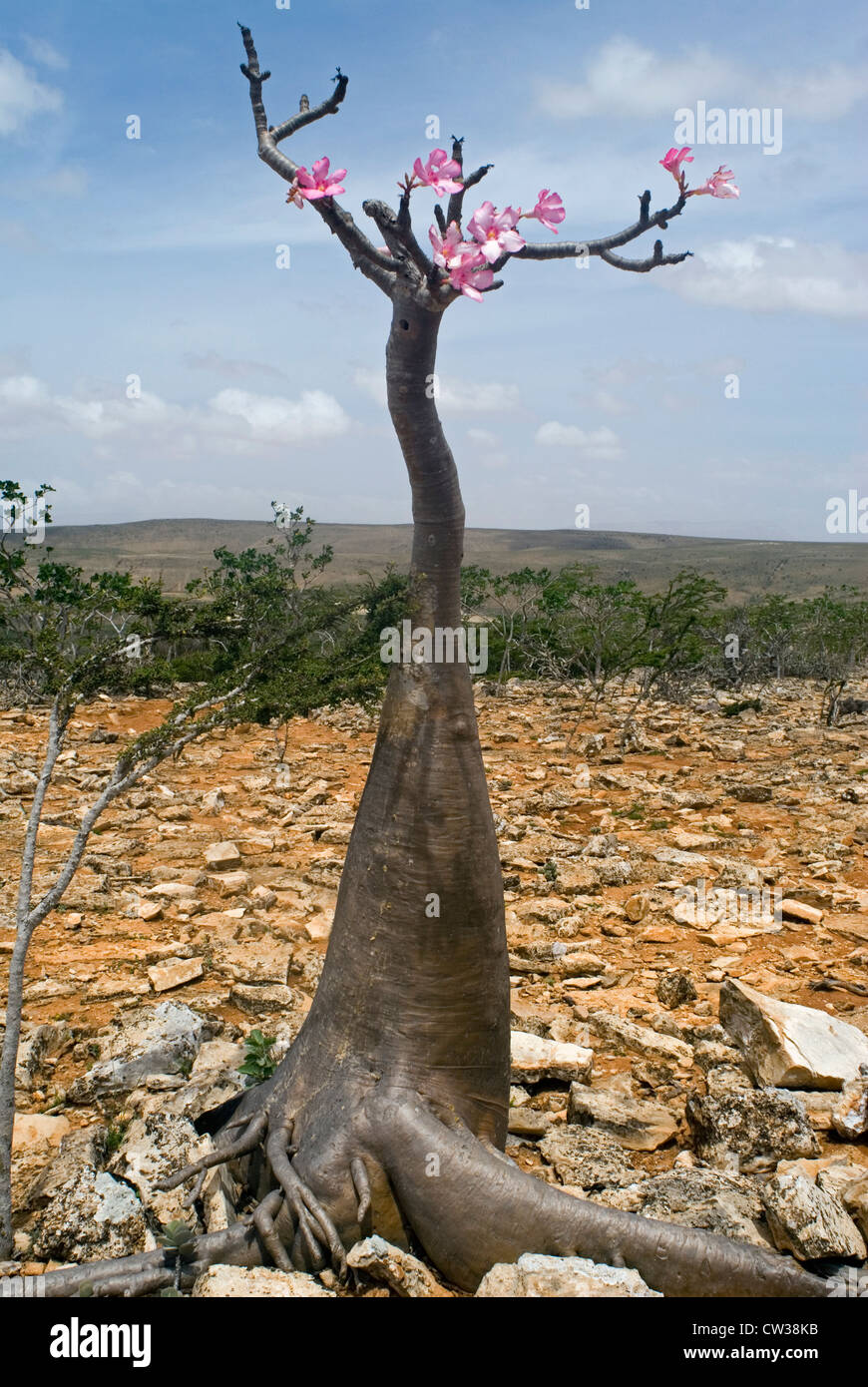 Bottiglia di fioritura tree (Adenium obesum),sull'altopiano di Dixam, isola di Socotra, Yemen, Asia Occidentale, Penisola Arabica. Foto Stock