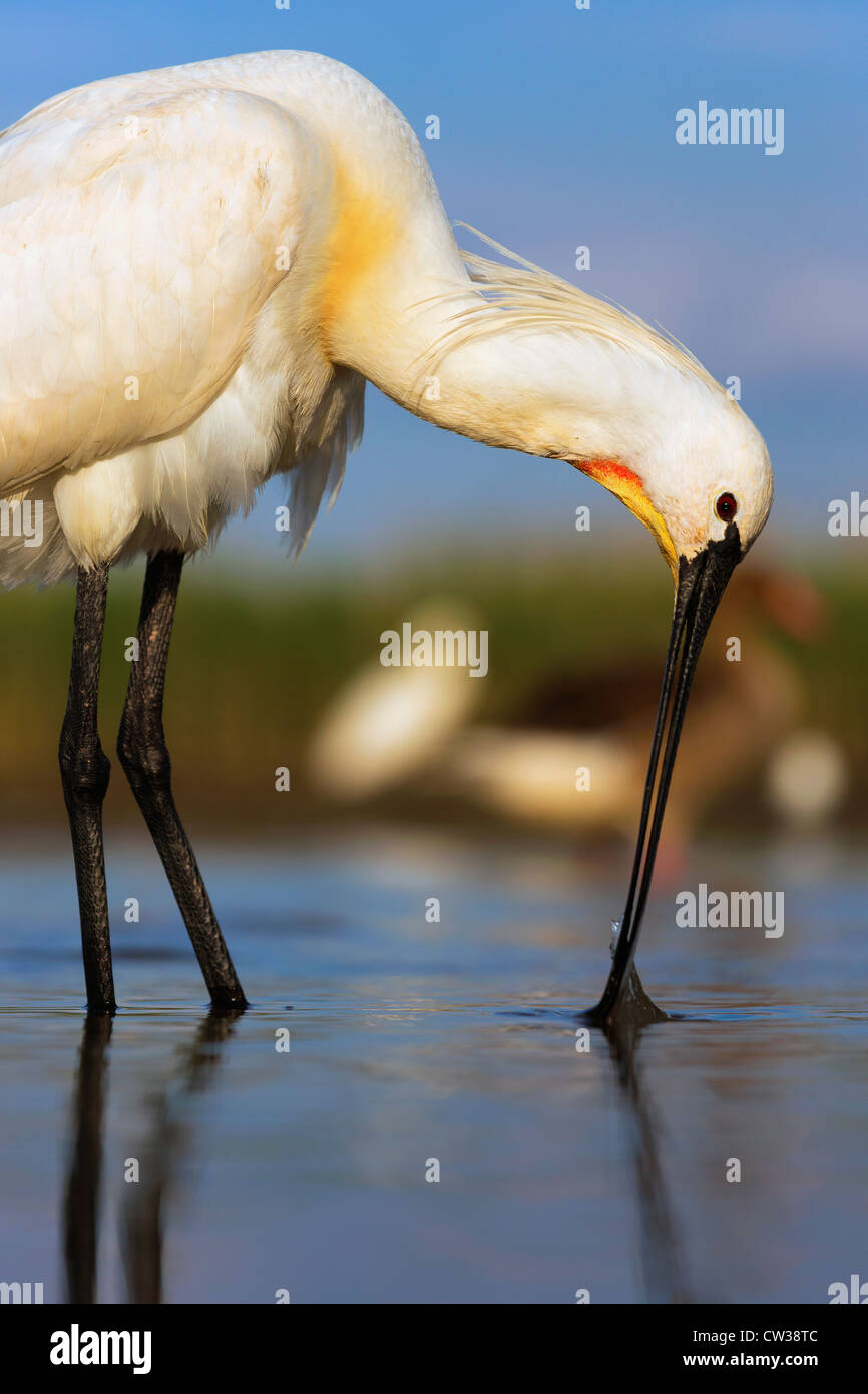 Eurasian spatola (Platalea leucorodia) foraggio per il cibo.la fame Foto Stock
