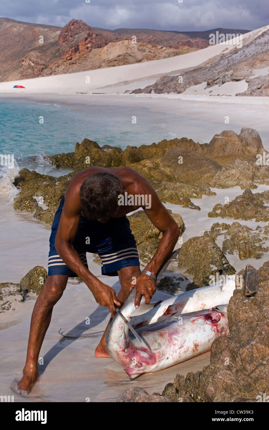 Pulizia del pescatore di squali sulla spiaggia Qalansiya, isola di Socotra, Yemen, Asia Occidentale, Penisola Arabica. Foto Stock