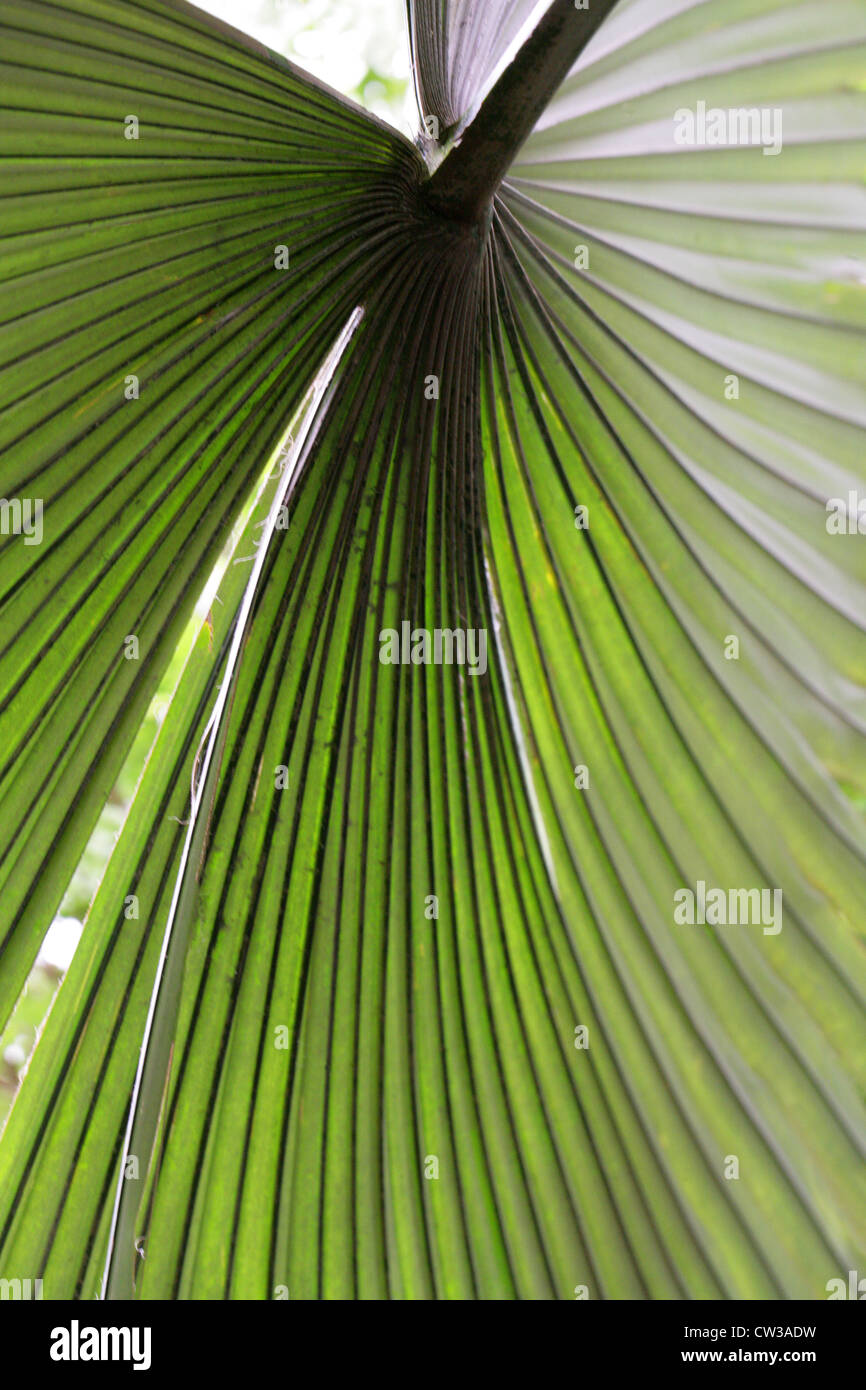Re Thai Palm, elefante Palm, elefante bianco Palm, Kerriodoxa elegans, Arecaceae (Palmae). Thailandia, in Asia. Foto Stock