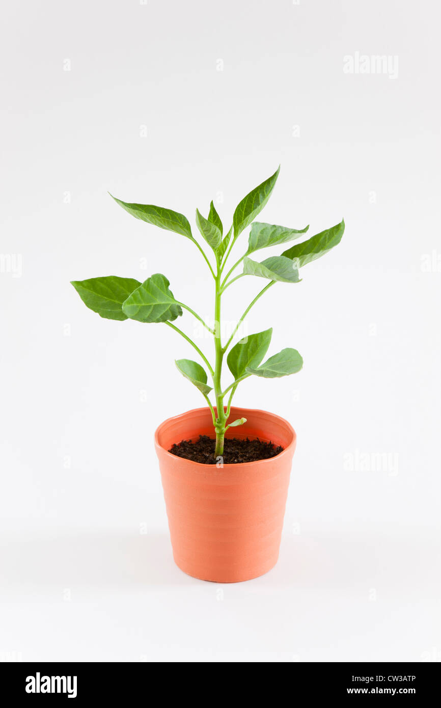 Giovani pianta in vaso Foto Stock