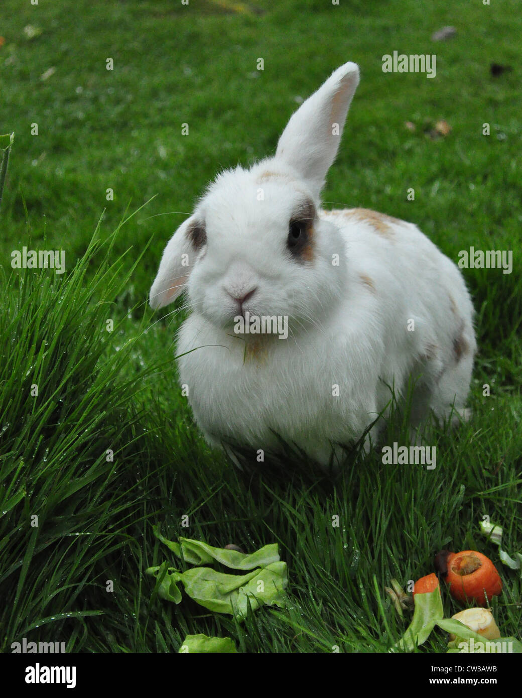 Coniglio in Pet di mangiare le verdure Foto Stock