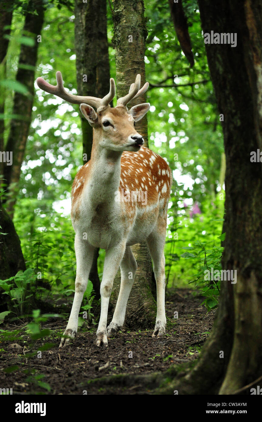 Daini in piedi nel bosco Foto Stock