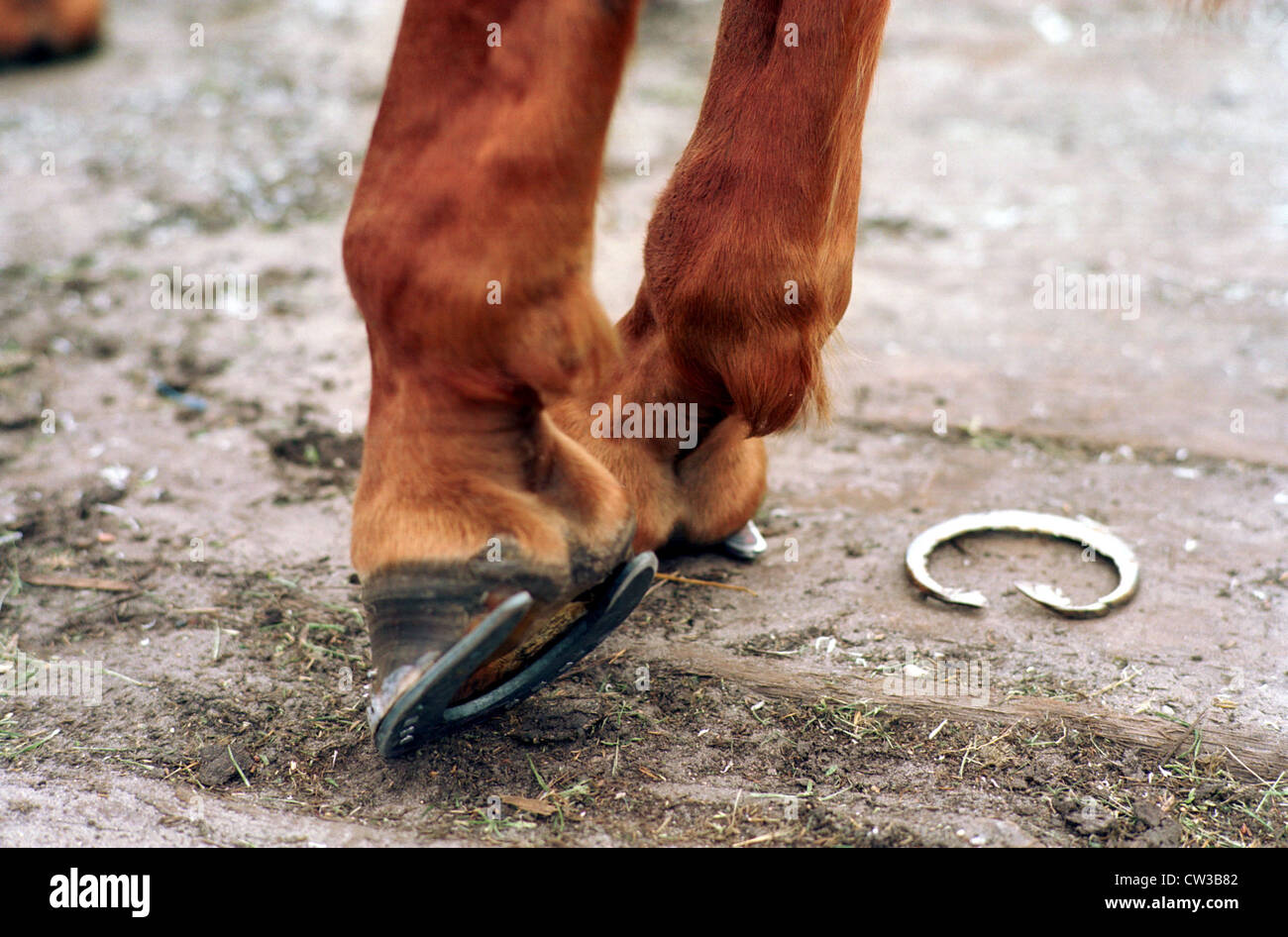 Jahn montagne, cavallo gambe con ferri di cavallo nuovo Foto Stock