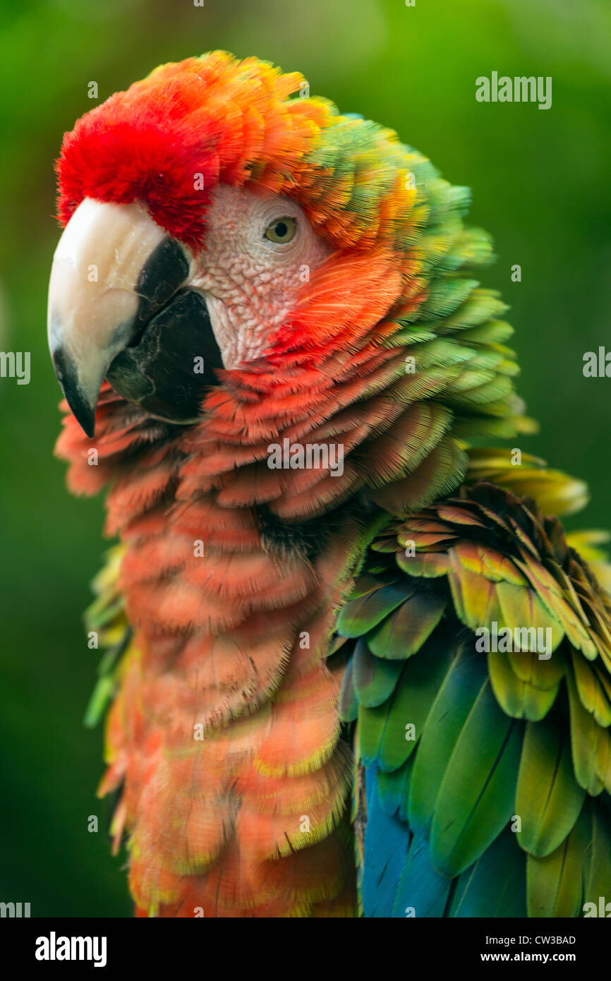 Scarlet Macaw (Ara macao) è una grande e colorata macaw Foto Stock