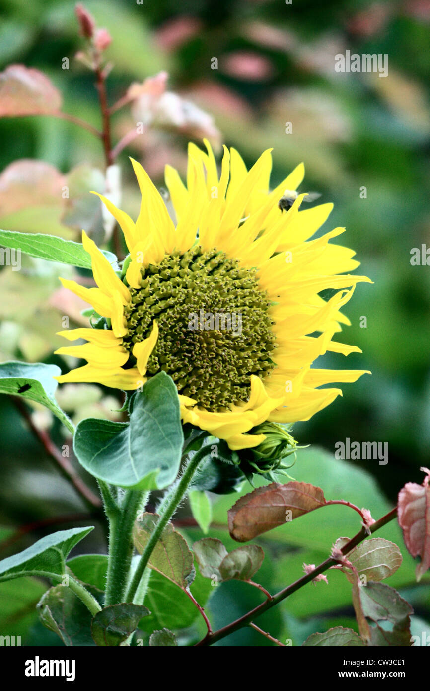 Agrarshop Litter Eco 25 Kg Di Cibo Per Uccelli