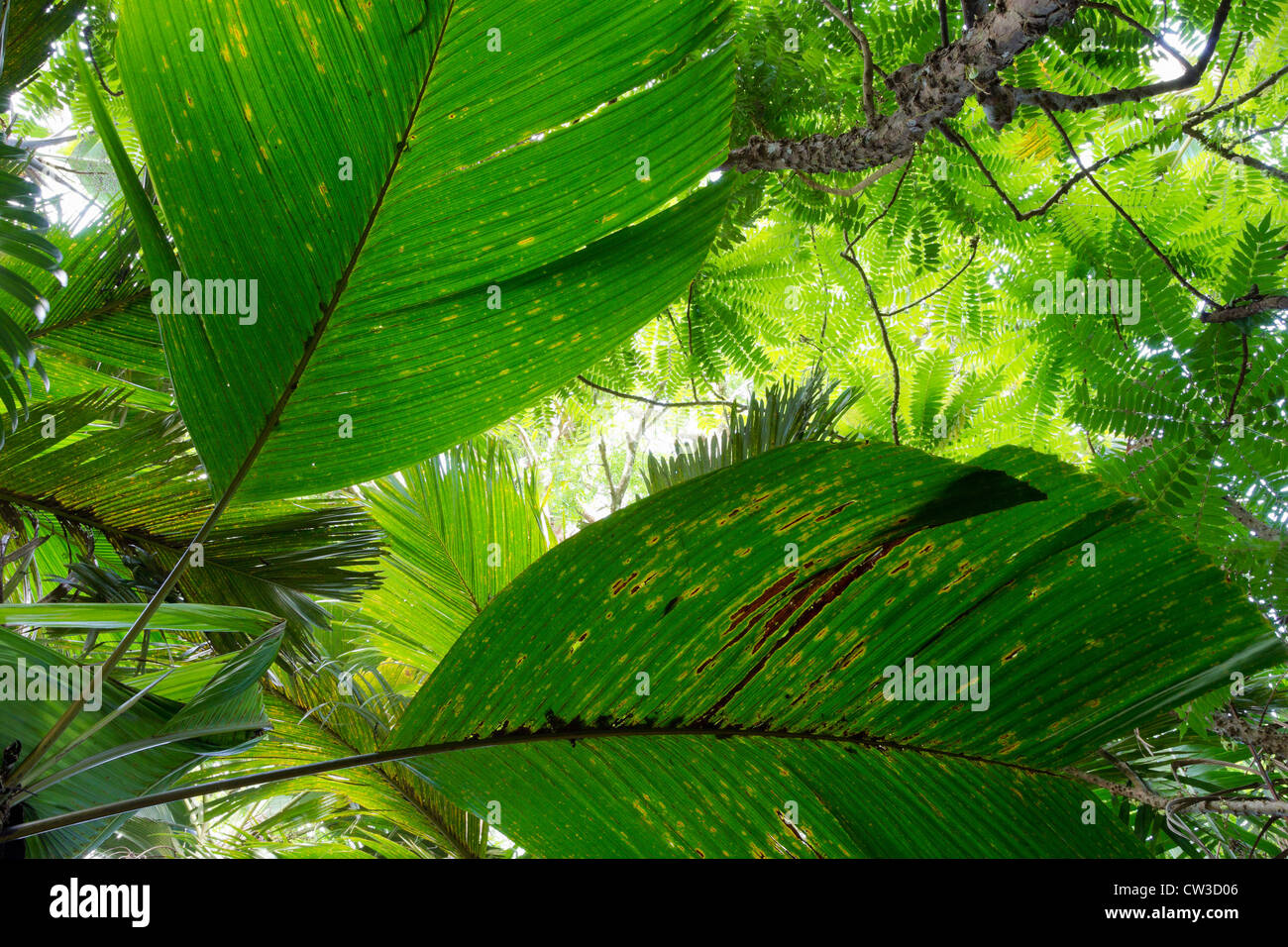 Foglie di palmo dalle palme nella Vallée de Mai foresta di palme di Praslin che è un sito patrimonio mondiale.Praslin.Seychelles Foto Stock