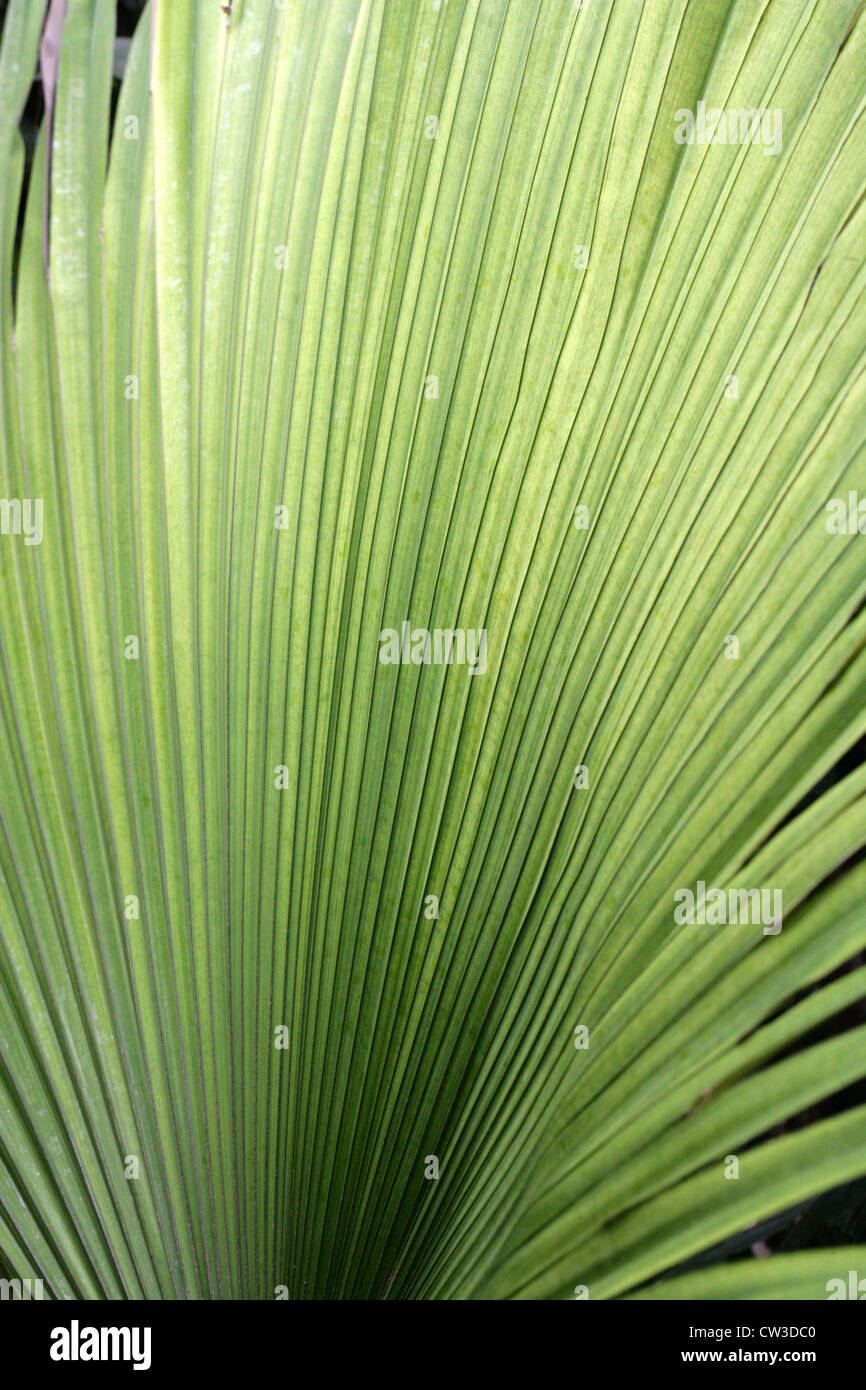 Re Thai Palm, elefante Palm, elefante bianco Palm, Kerriodoxa elegans, Arecaceae (Palmae). Thailandia, in Asia. Foto Stock