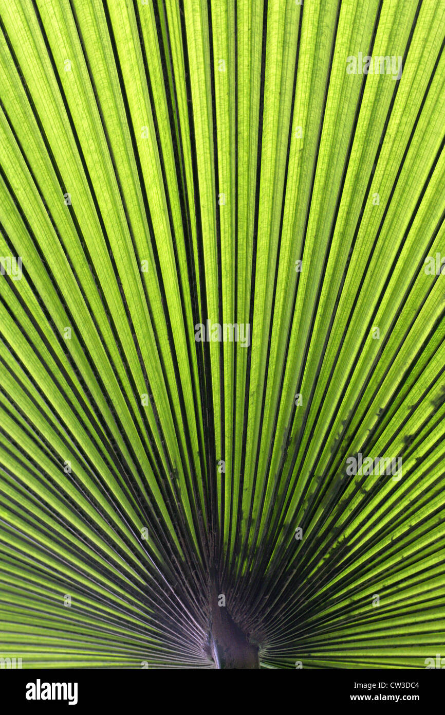 Re Thai Palm, elefante Palm, elefante bianco Palm, Kerriodoxa elegans, Arecaceae (Palmae). Thailandia, in Asia. Foto Stock