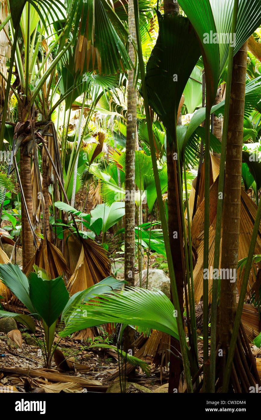 La Vallée de Mai foresta di palme di Praslin.Seychelles Foto Stock