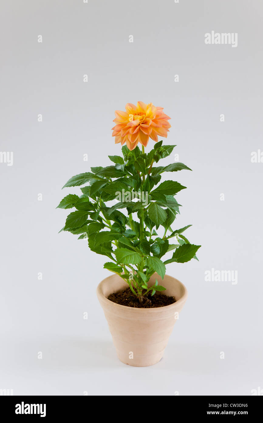 Giovani giovani in vaso fiore di arancia Foto Stock