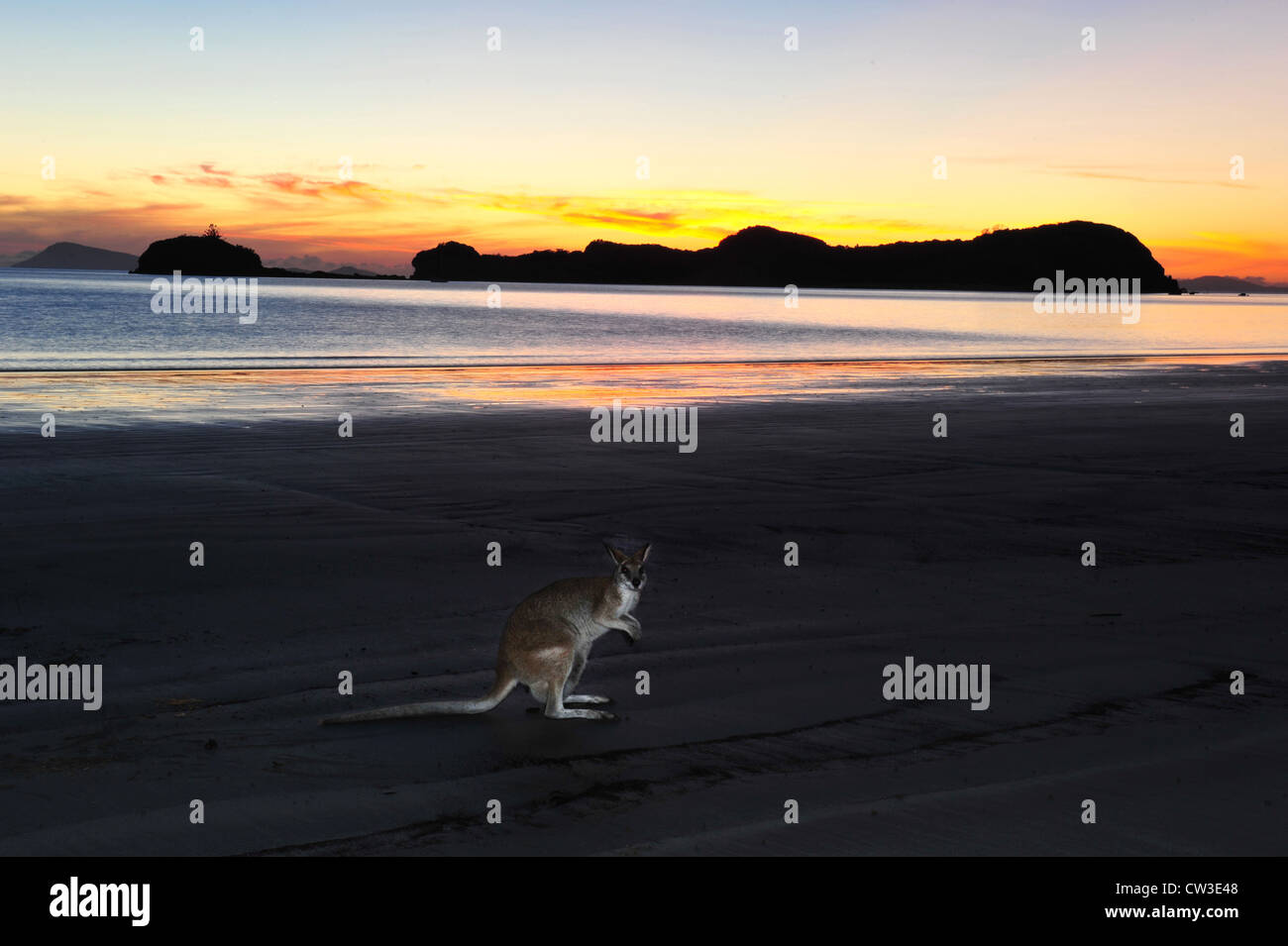 Australian wallaby agile sulla spiaggia all'alba, Cape Hillsborough, Mackay, North Queensland. piccolo mammifero esotici tropicali canguro Foto Stock