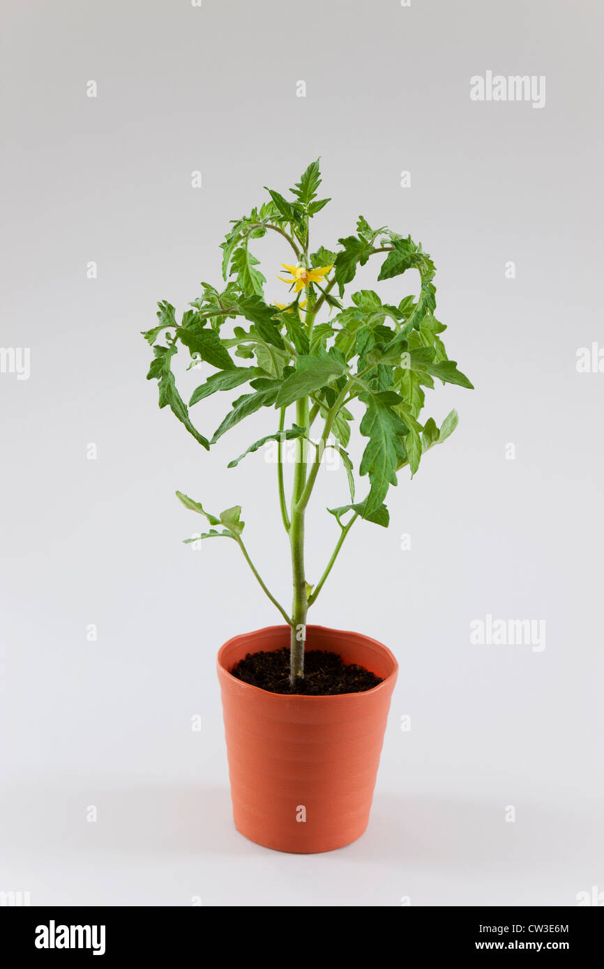 Giovani di pomodoro in vaso di piante e fiori Foto Stock