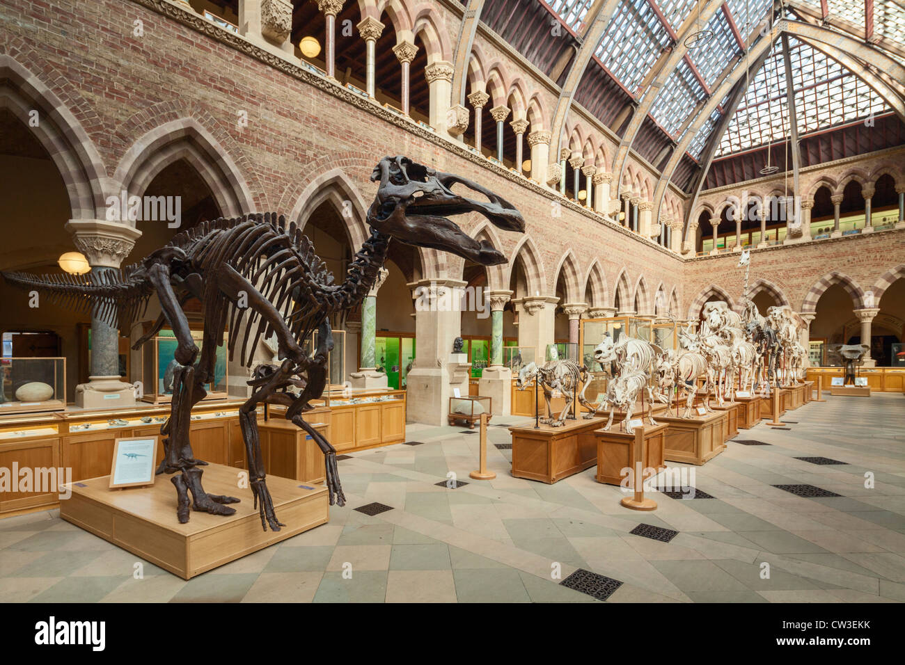 Oxford University Museo di Storia Naturale Foto Stock
