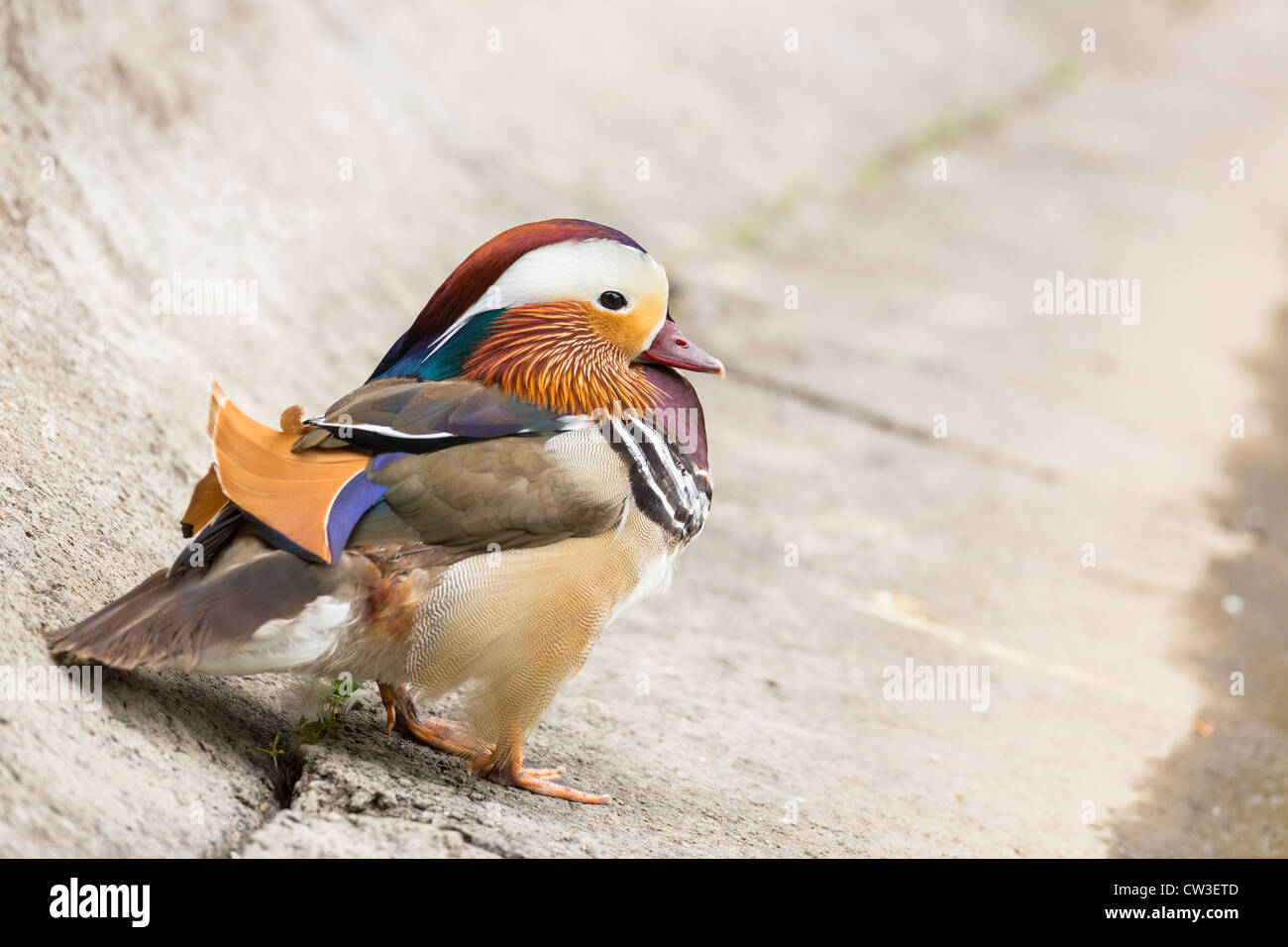 Anatra di mandarino maschio sulla riva. Foto Stock