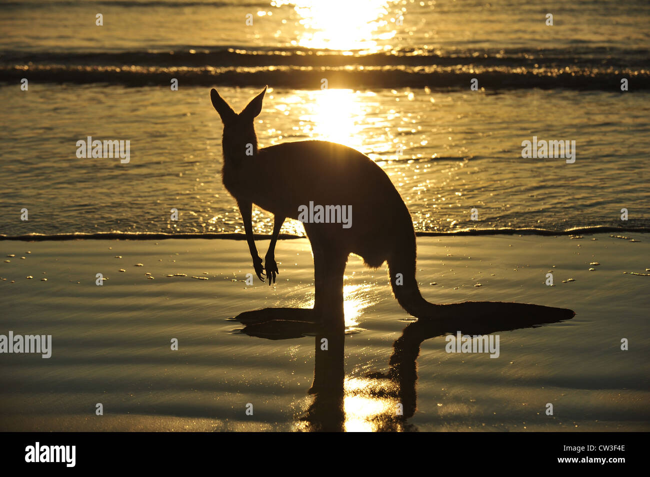 Silhouette Australia orientale canguro grigio sulla spiaggia al tramonto, Cape Hillsborough, Mackay, North Queensland Foto Stock