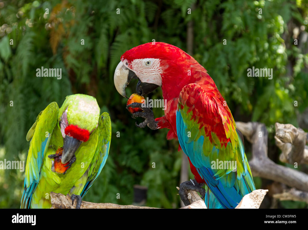 Paio di Green-Winged e grande Green macaws mangiare frutta, Bali, Indonesia Foto Stock