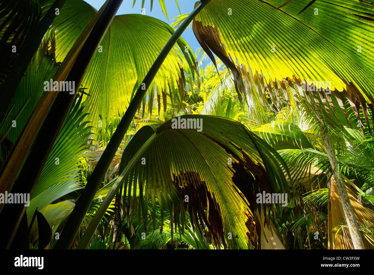 Foglie di palmo dalle palme nella Vallée de Mai foresta di palme di Praslin che è un sito patrimonio mondiale.Praslin.Seychelles Foto Stock