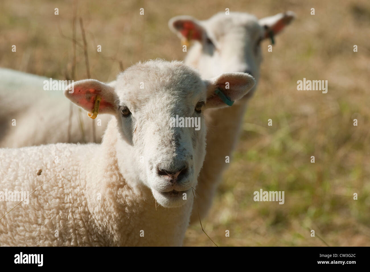 Poll Dorset mulo shearling pecore Foto Stock