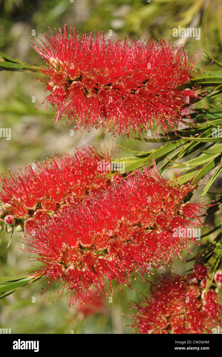 Australian scovolino (Callistemon rigidus) Fiori Foto Stock