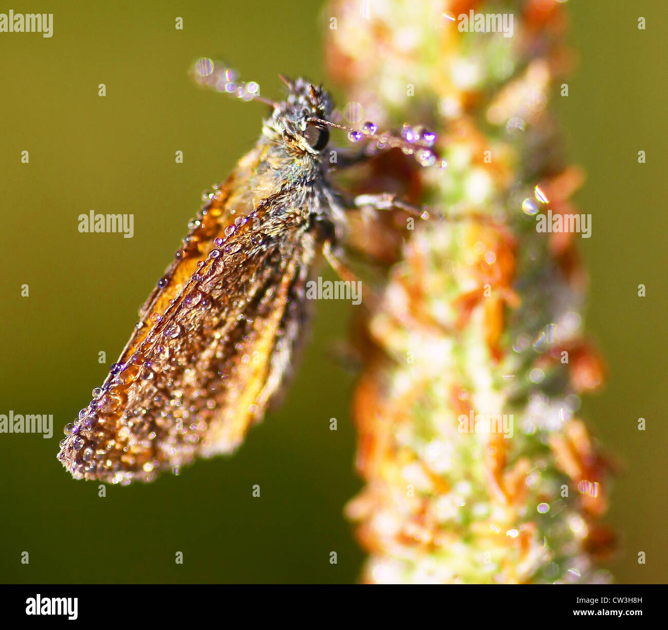 Piccolo Skipper (Thymelicus sylvestris) farfalla coperta di rugiada nelle prime ore di una mattina d'estate, Inghilterra, Regno Unito Foto Stock