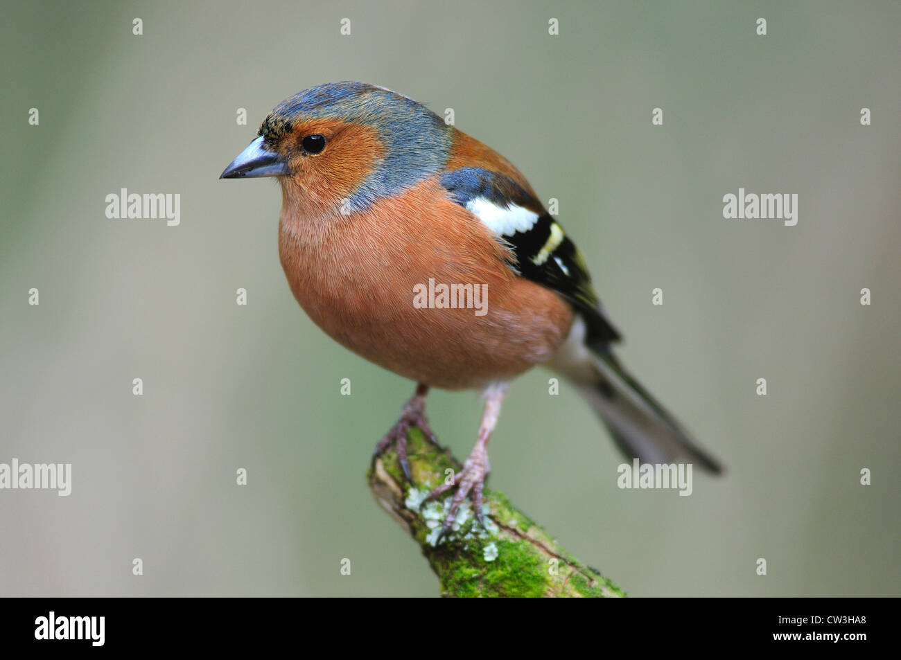 Un maschio di fringuello su un bastone di muschio REGNO UNITO Foto Stock