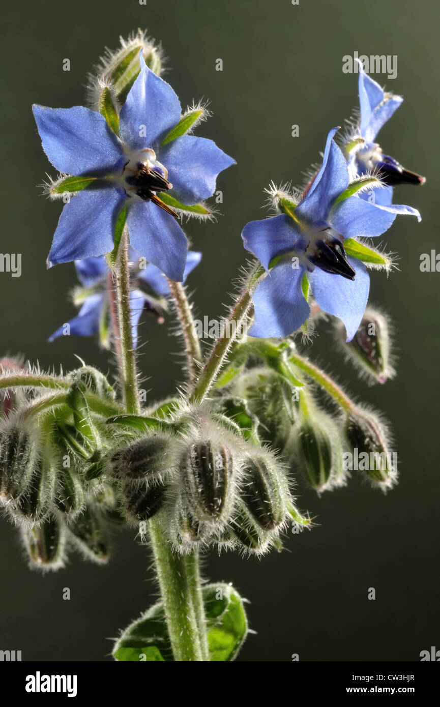 Borragine o starflower fiore (borragine officinalis) una fonte di gamma-acido linoleico Foto Stock