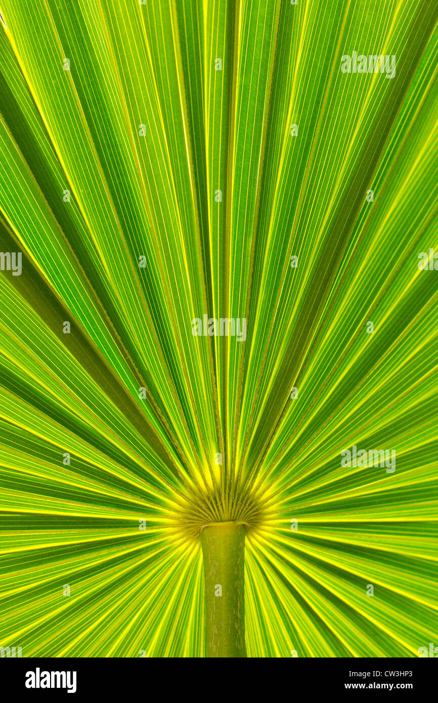 Close-up di Saw palmetto leaf Foto Stock