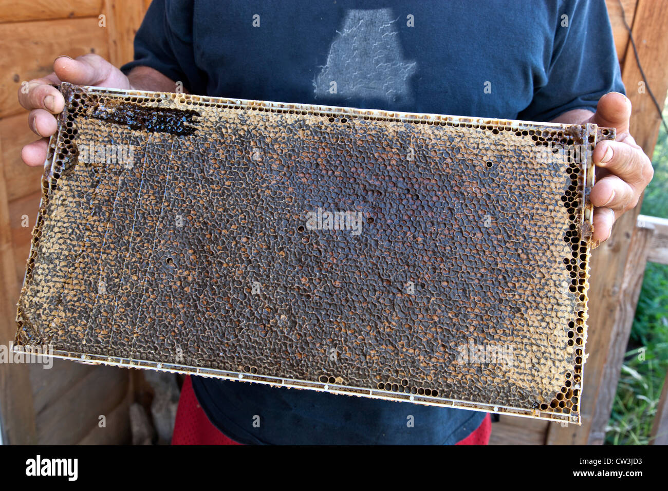 Apicoltore visualizzazione favo di miele naturale. Foto Stock